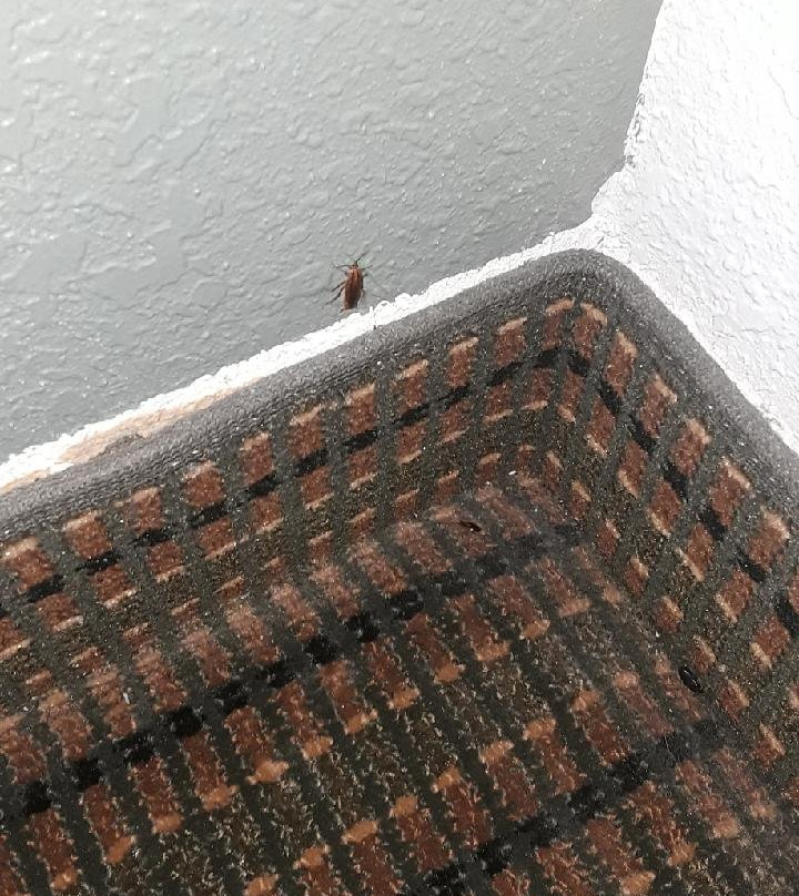 Booneslick Lodge Jane主图