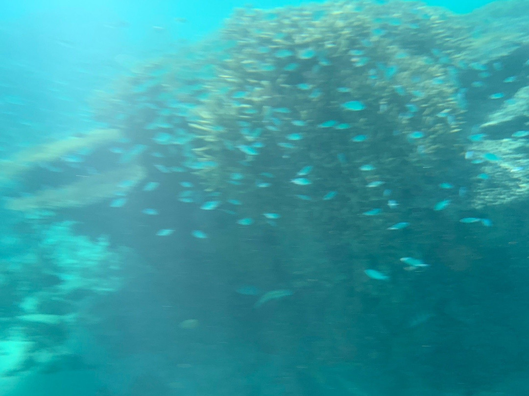 Scuba Bula Dive Centre-Momi必去景点