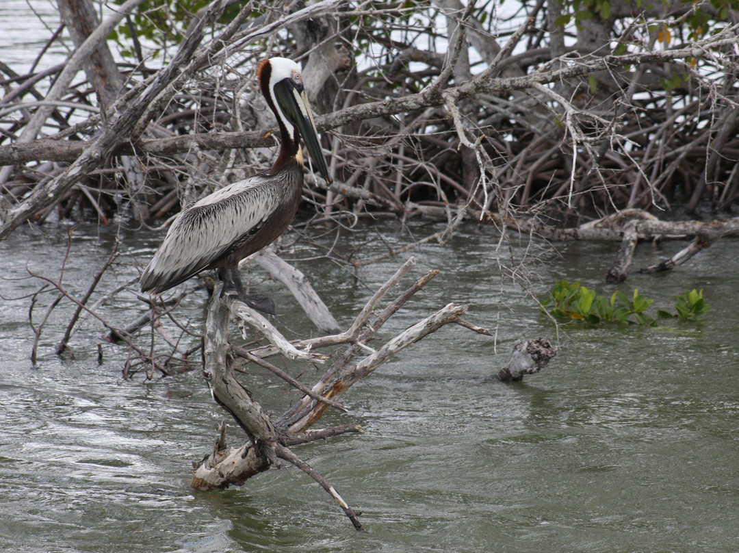 Everglades Day Safari-戴维必去景点