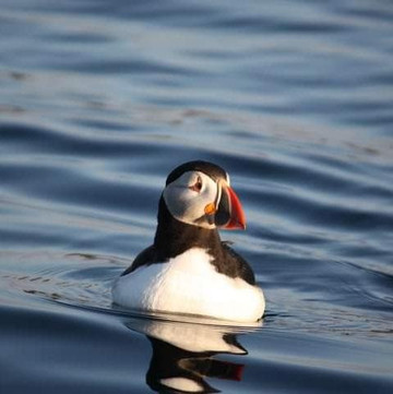 Island Kayaking - Eyjaróður