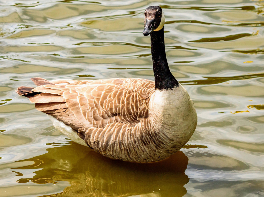 Acton Park景点图片