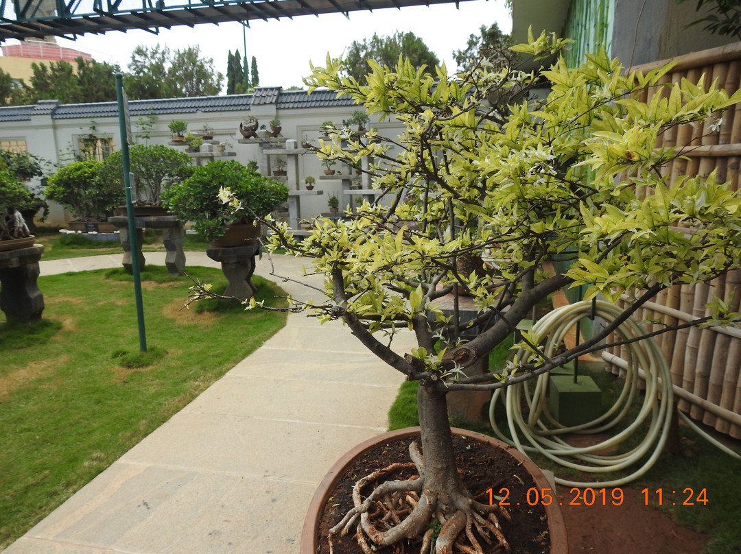 Kishkindha Molika Bonsai Garden景点图片