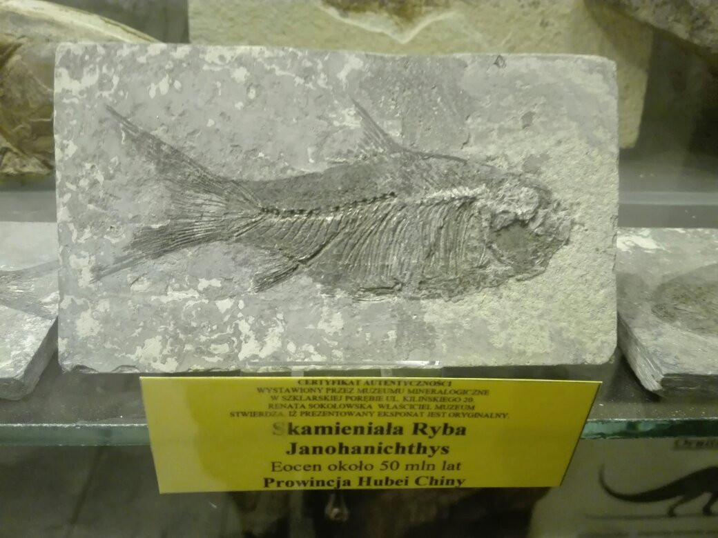 Mineralogical Museum景点图片