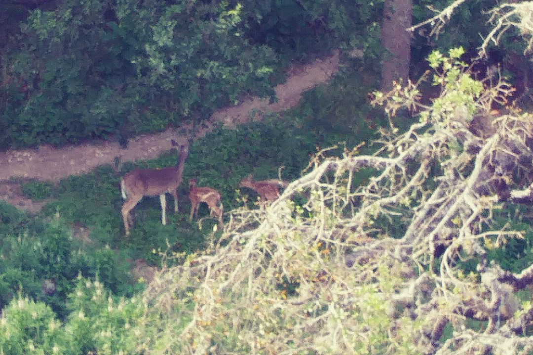 Phil Hardberger Park-圣安东尼奥市必去景点