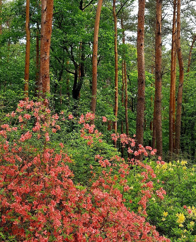 Jeli Arboretum-Kam必去景点