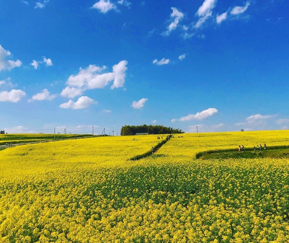 Sunflower Hill-大崎市必去景点