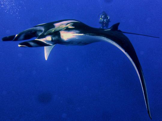 planetdivetravel-Isla Socorro必去景点