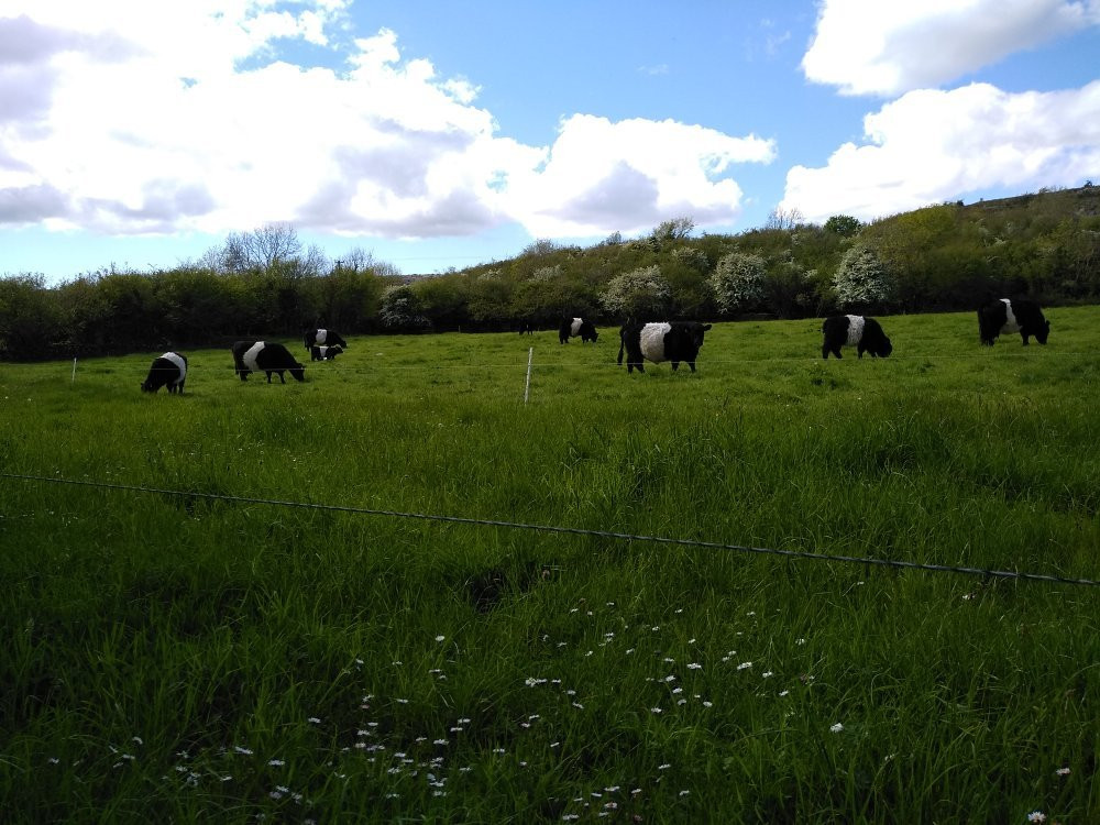 Lough Avalla Farm Looped Walk景点图片