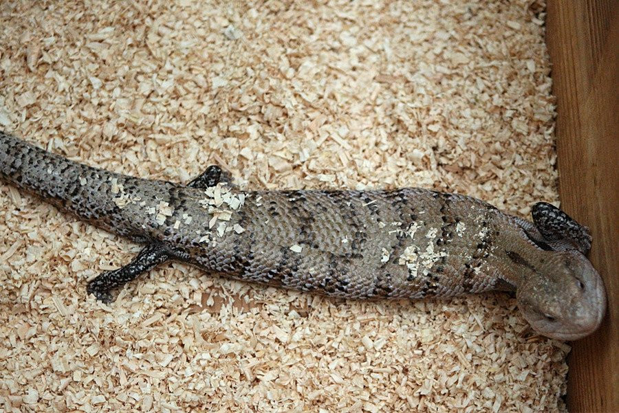 Hampyeong Herptile Eco Park-咸平郡必去景点