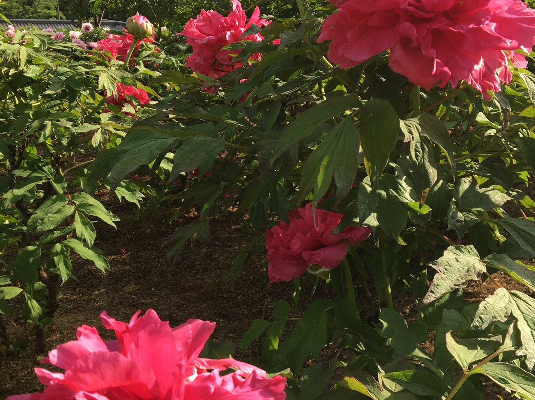 Higashimatsuyama Peony Garden-东松山市必去景点