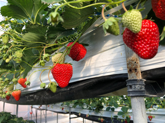 Komoro Nunobiki Strawberry Farm-小诸市必去景点
