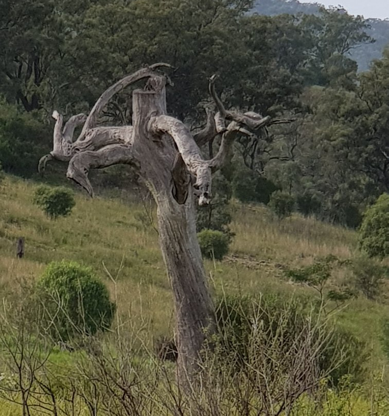 Scone Mountain National Park-Scone必去景点