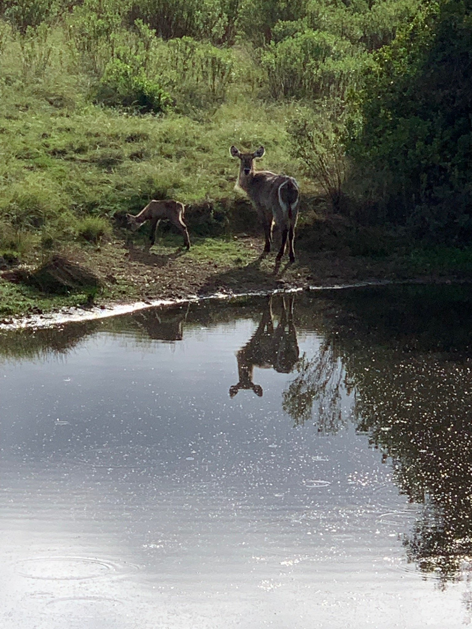 Gondwana Private Game Reserve-官方