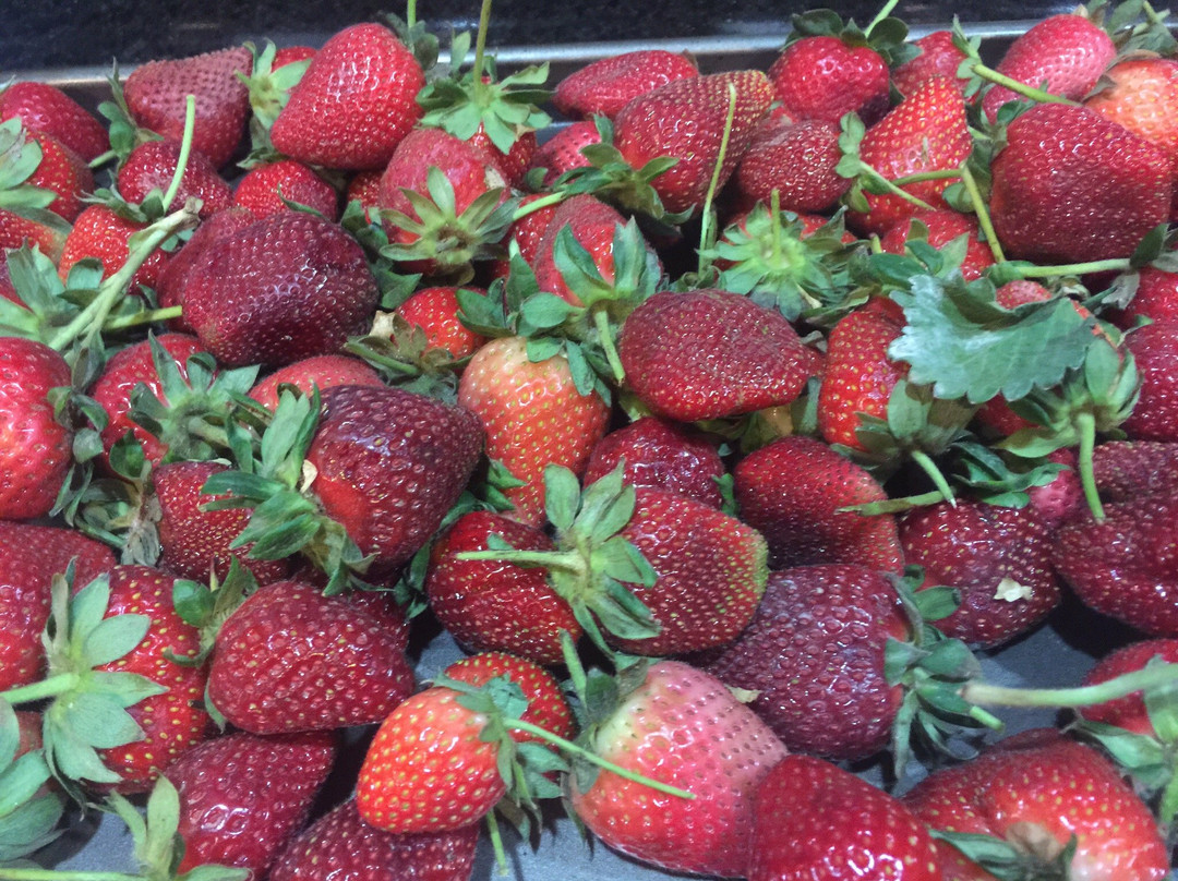 Sweet Berry Farm-Marble Falls必去景点