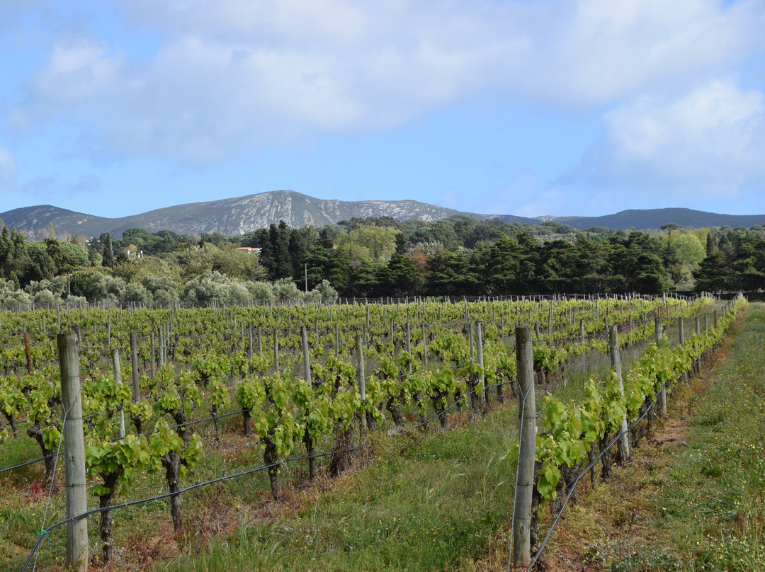 Quinta De Catralvos主图