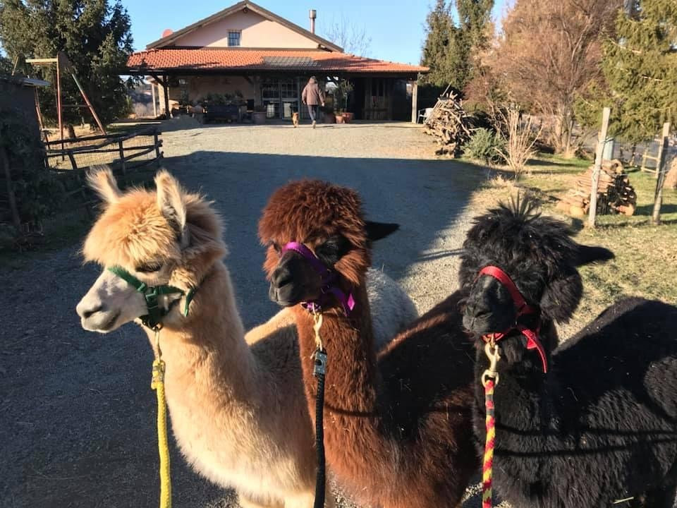 A passeggio con i Lama e gli Alpaca nelle colline selvagge del Monferrato-Cavatore必去景点
