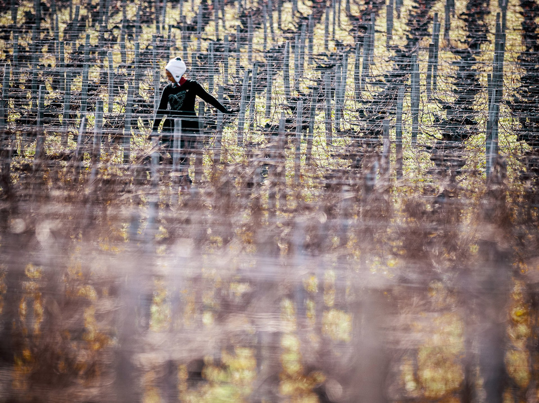 Chateau Haut-Bages Liberal景点图片