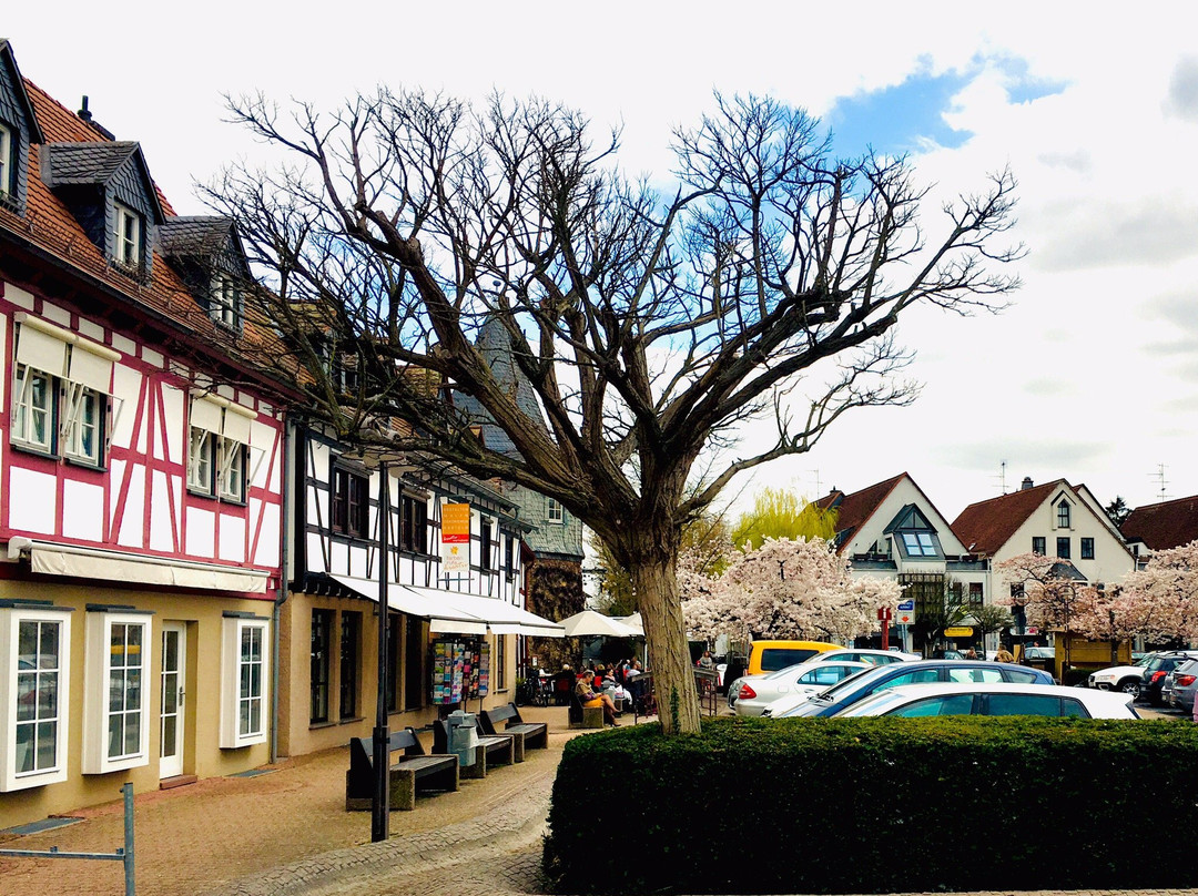 Hofheimer Wochenmarkt景点图片