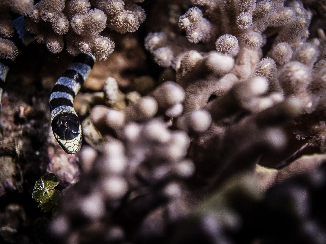 Janji Laut Diving Center景点图片