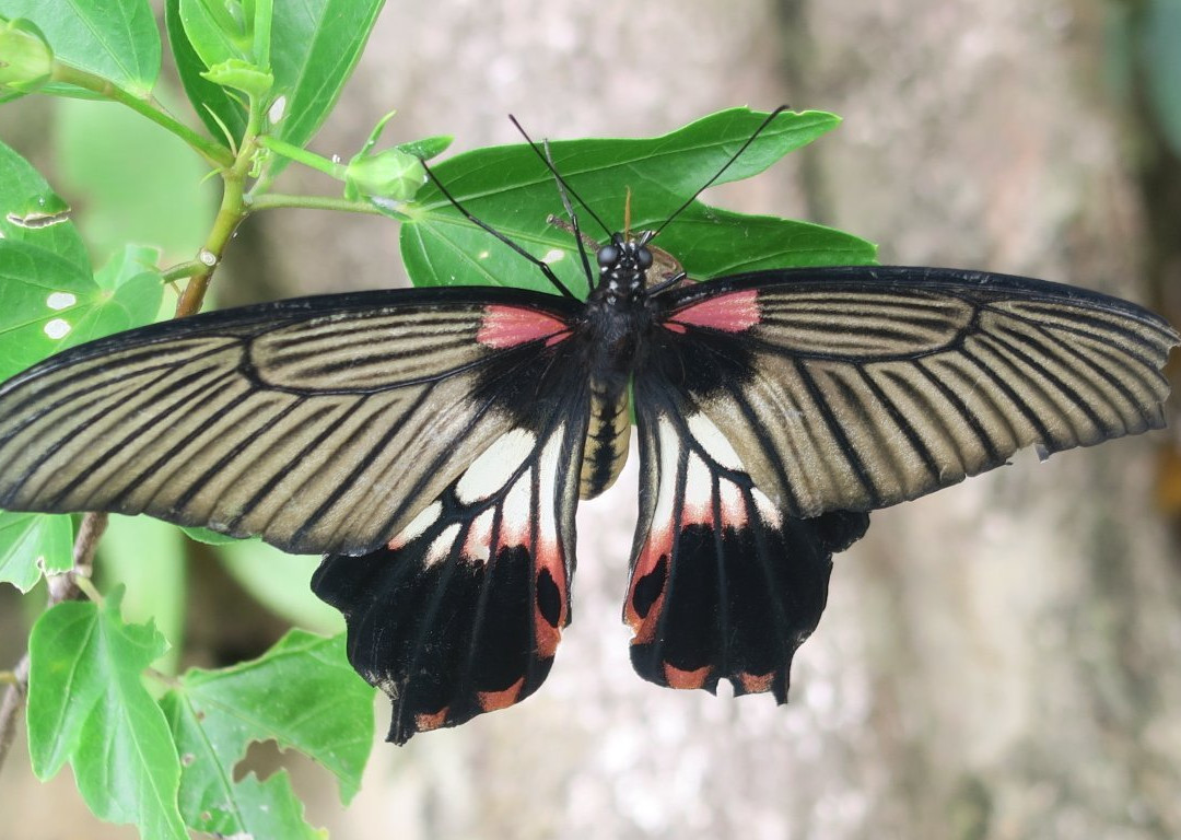 Orchid Garden Khaolak-库克卡克海滩必去景点