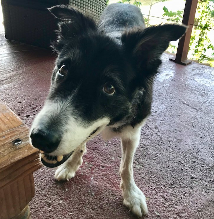 Morrillo Beach Eco Resort主图