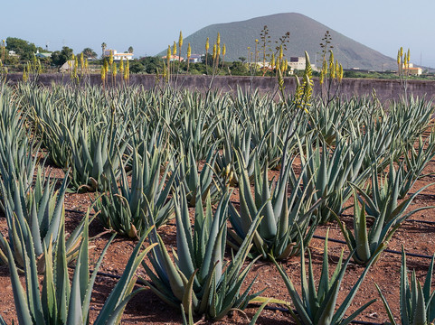 Finca Canarias Aloe Vera-La Gomera必去景点