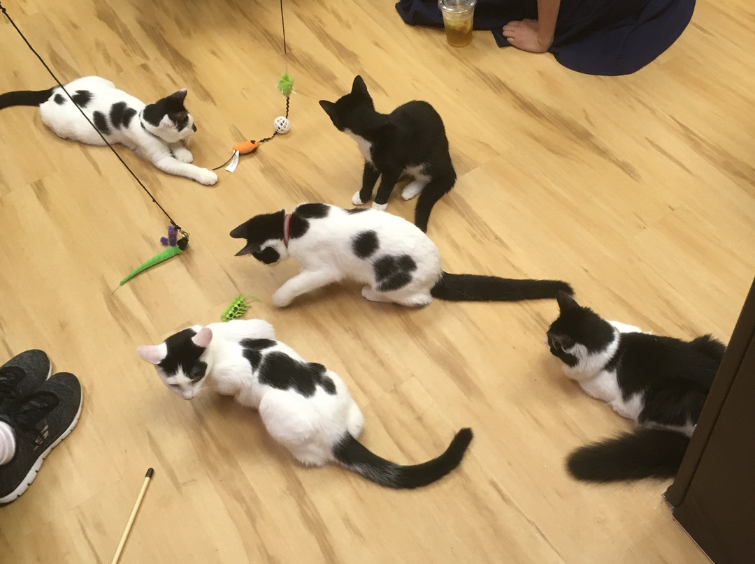 Mew Haven Cat Cafe-纽黑文必去景点