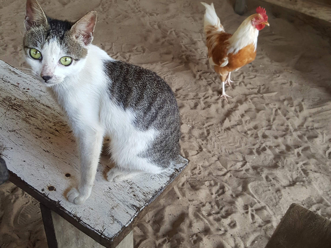 Bahamut Beach Club主图