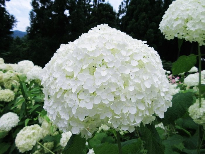 Michinoku Hydrangea Garden-一关市必去景点