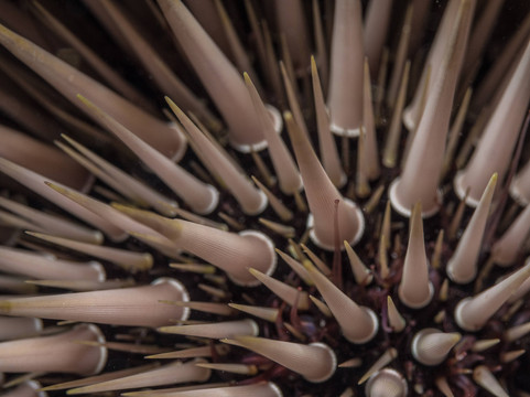 SeaUrchin Diving Center-弗力克昂弗雷克必去景点