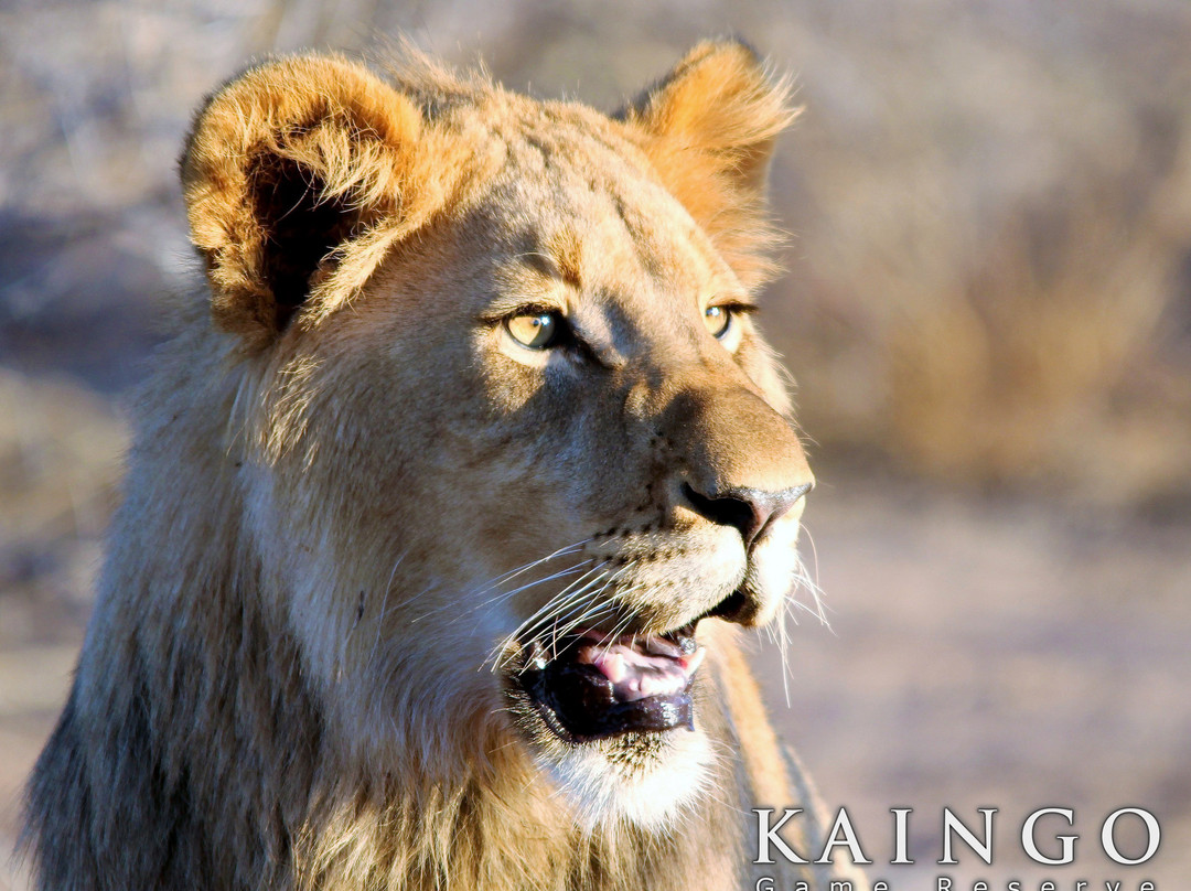 Kaingo Game Reserve