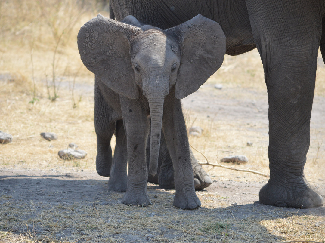 African Safari Experience-李文斯顿必去景点