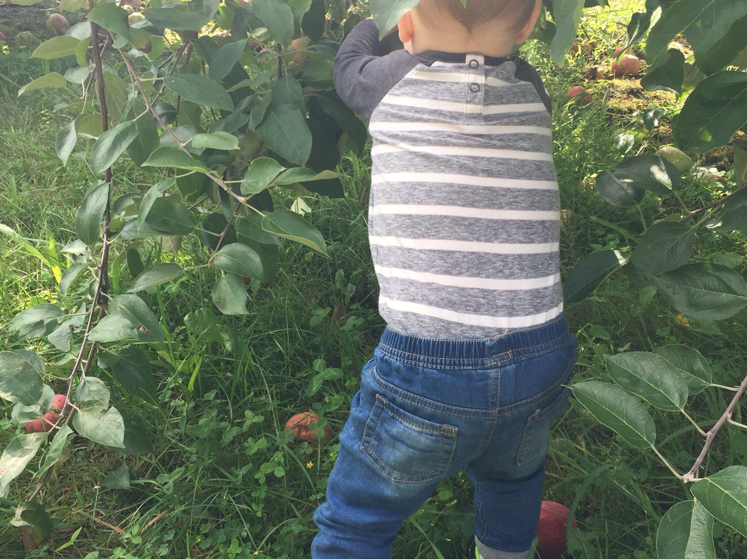 The Big Apple Farm-伦瑟姆必去景点