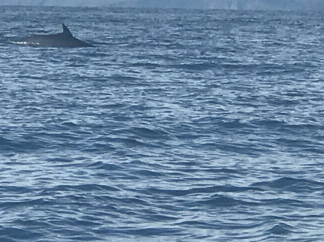 Hebridean Whale Cruises景点图片