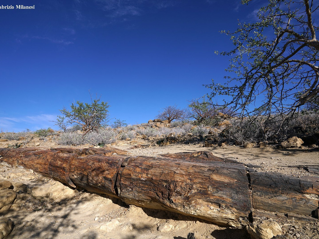 Kunene Region旅游景点-Petrified Forest