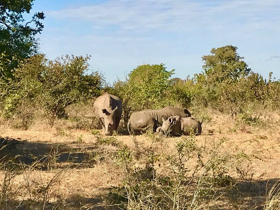 Savannah Southern Safaris-李文斯顿必去景点