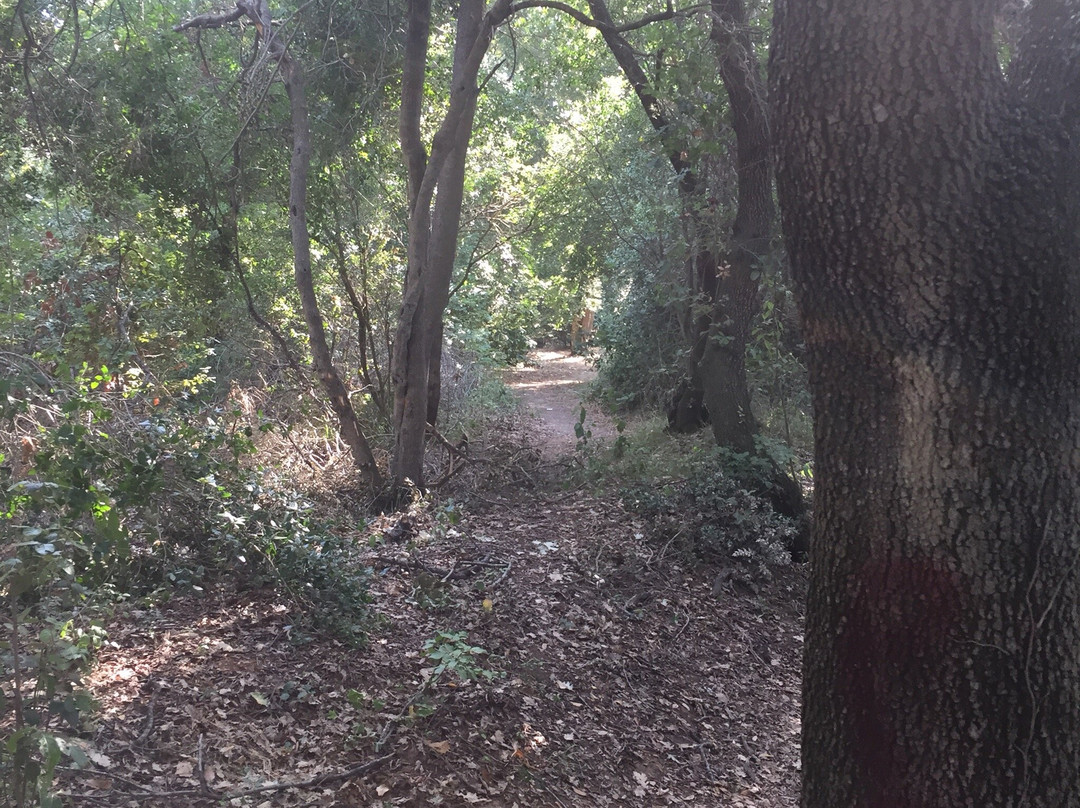 Oasi Bosco di Palo-拉迪斯波利必去景点