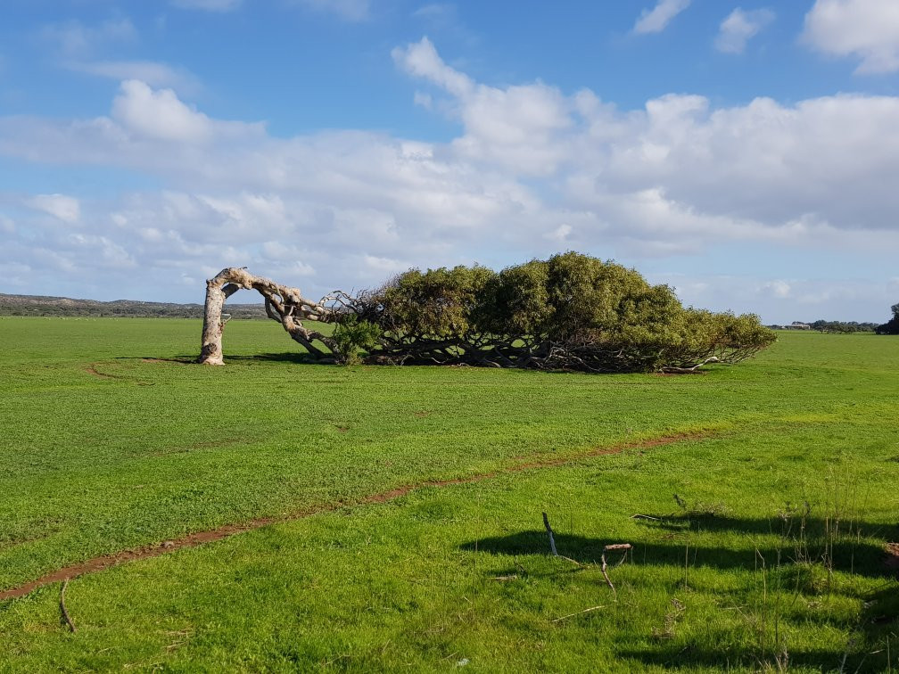 Cape Burney旅游景点-The Leaning Trees