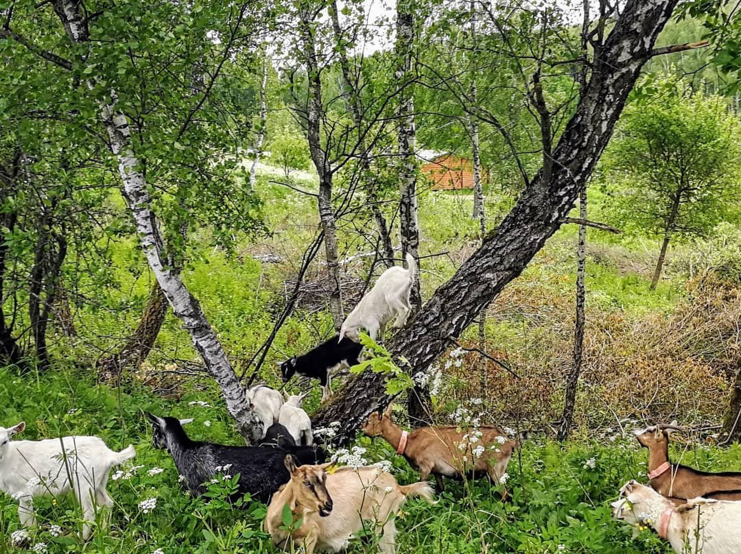 Pokrovskiye Polyany景点图片