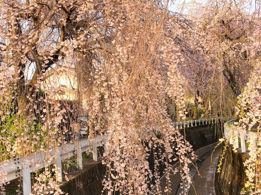 Shidarezakura of Sunagawabori-所泽市必去景点