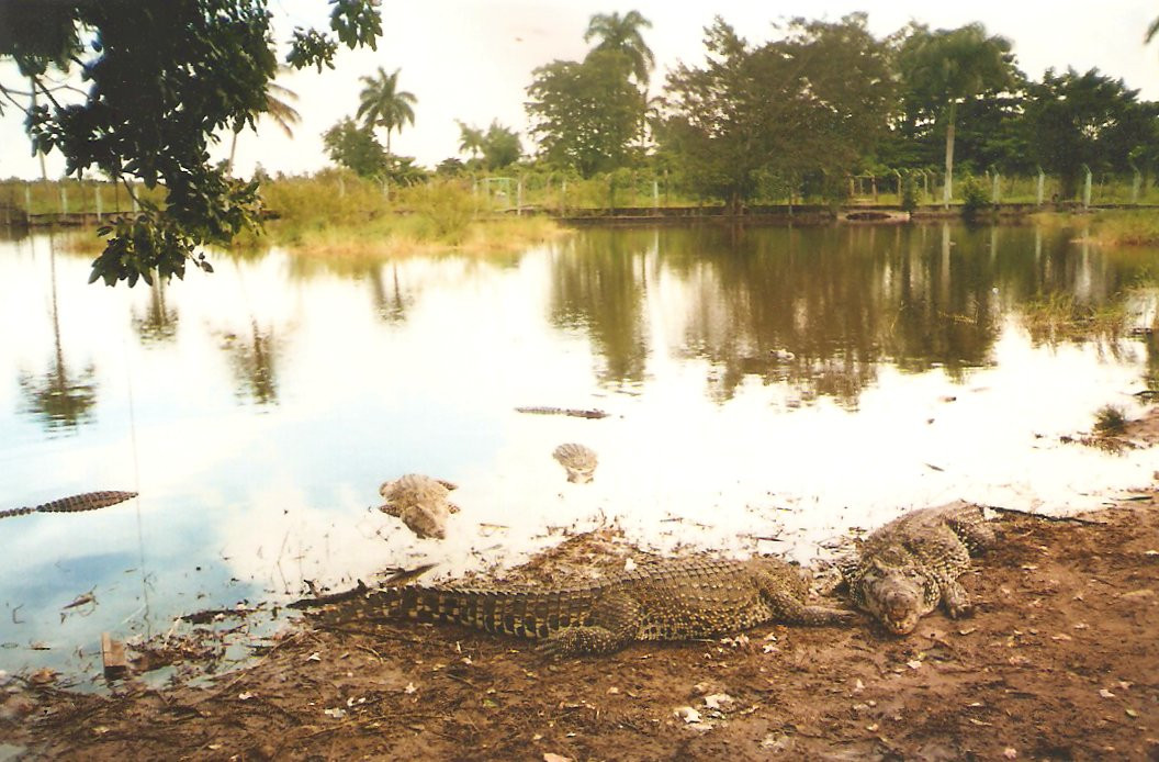 Zapata Swamp景点图片