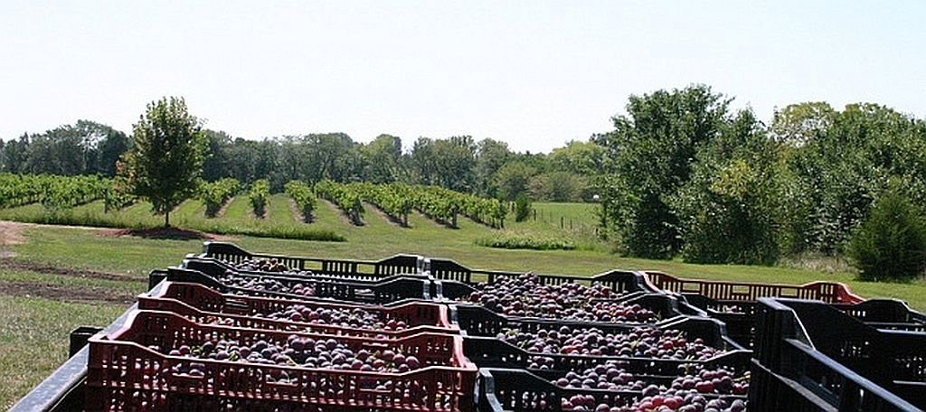 Bluejacket Crossing Vineyard and Winery-Eudora必去景点