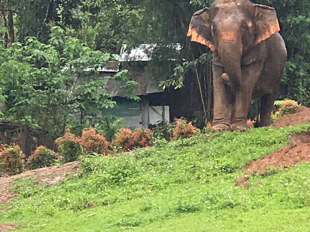 Elephant Kingdom-清迈必去景点