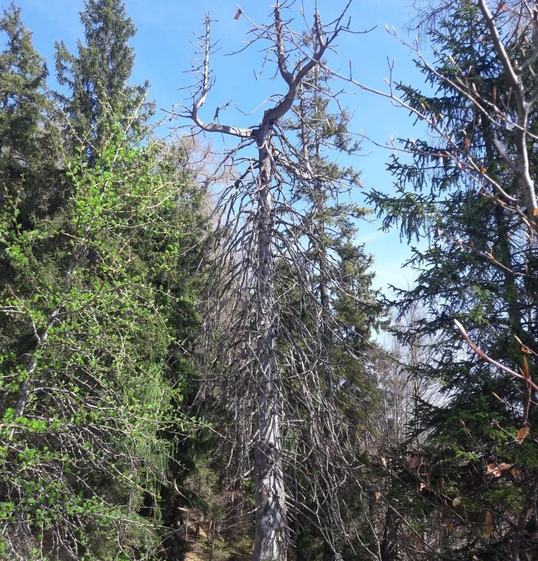 Around the Schmuckenstein-拉姆绍必去景点