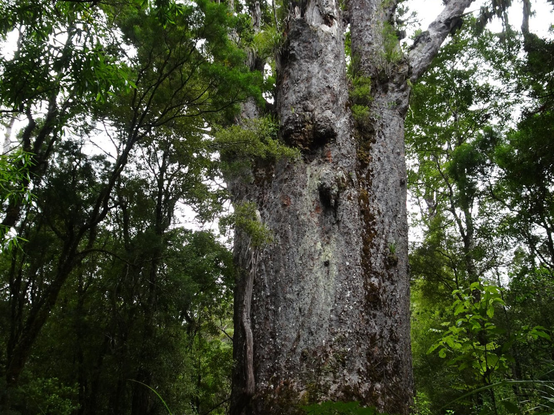 Te Matua Ngahere Walk景点图片