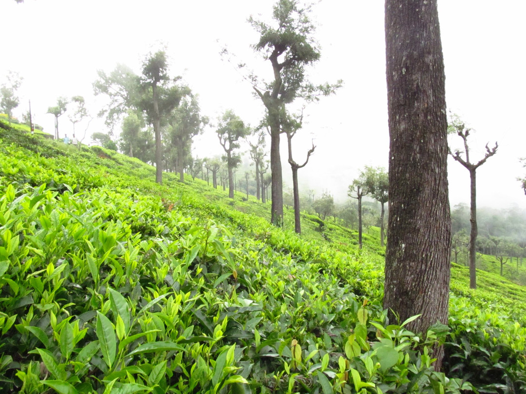 Tranquilitea Gourmet Nilgiri Teas景点图片