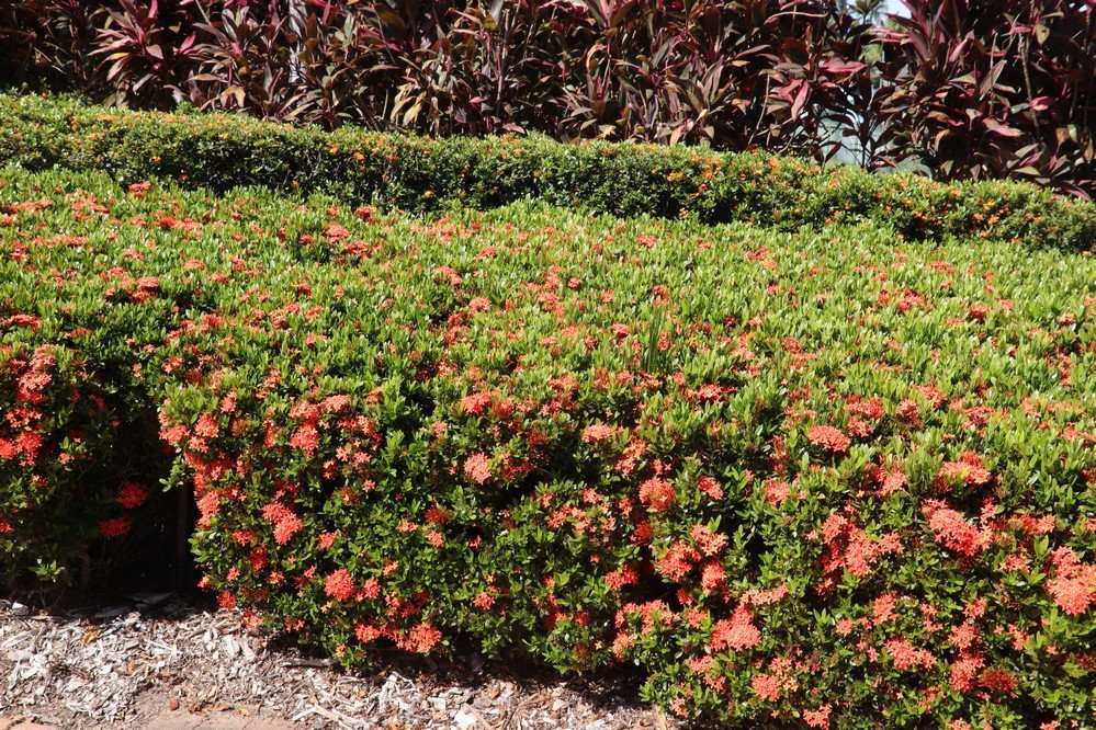 Dan Gleeson Memorial Gardens-Kirwan必去景点