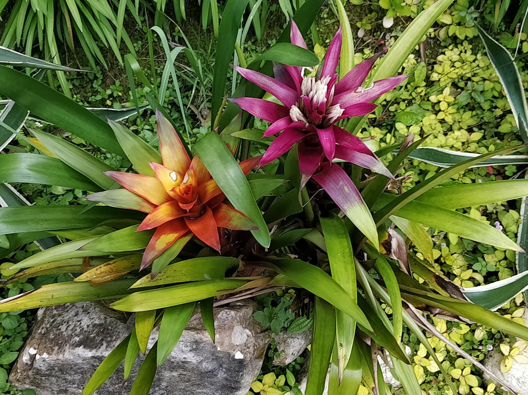 Tan's Camellia Garden-丹那拉塔必去景点