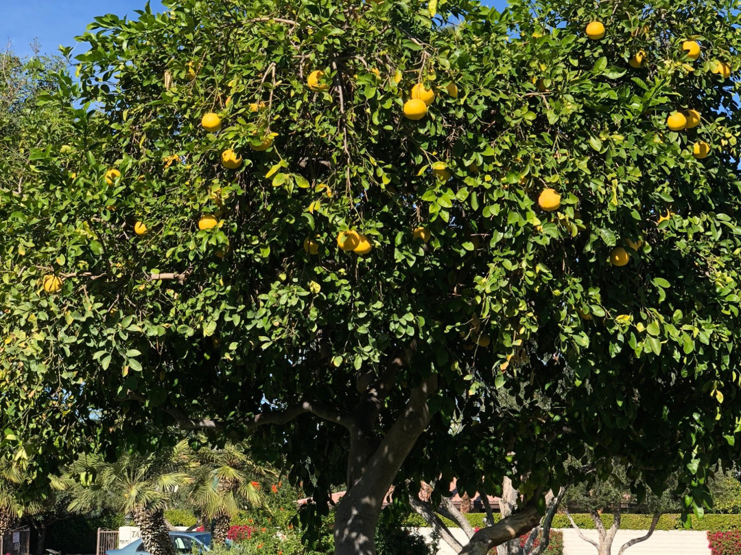 Michael S Wolfson Park-兰乔米拉必去景点