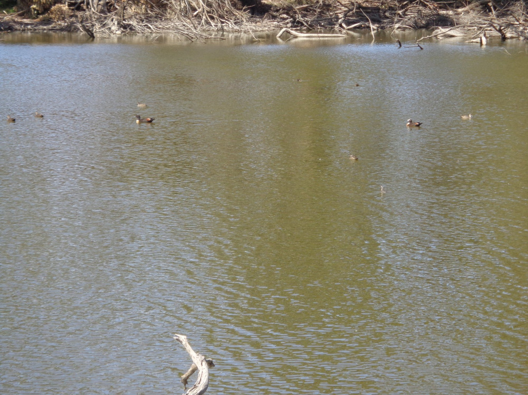 Duck Lagoon-袋鼠岛必去景点